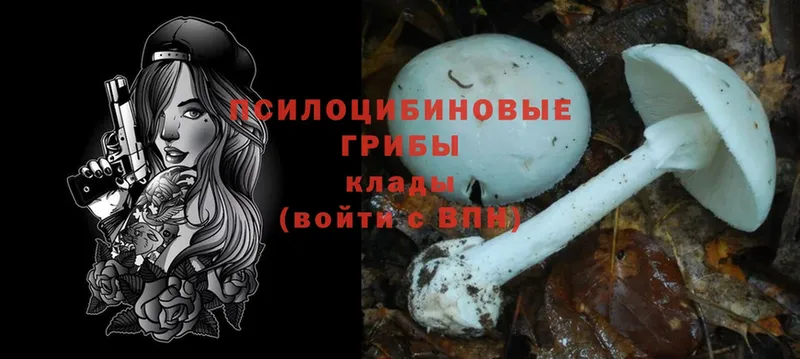 Псилоцибиновые грибы Psilocybe  Ессентуки 